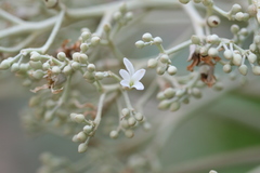 Aleurites moluccanus